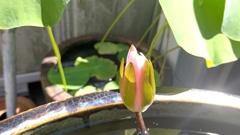 つぼみました