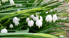 スノーフレーク