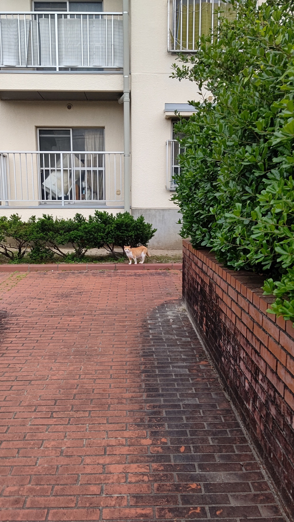 やったー♪