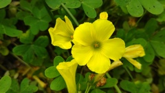 yellow_Flower