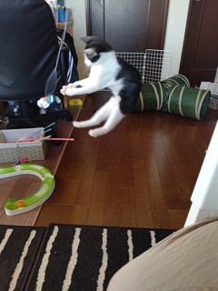やったー