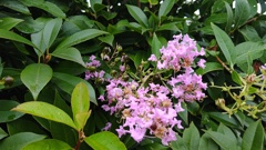 花が丸っこい実に