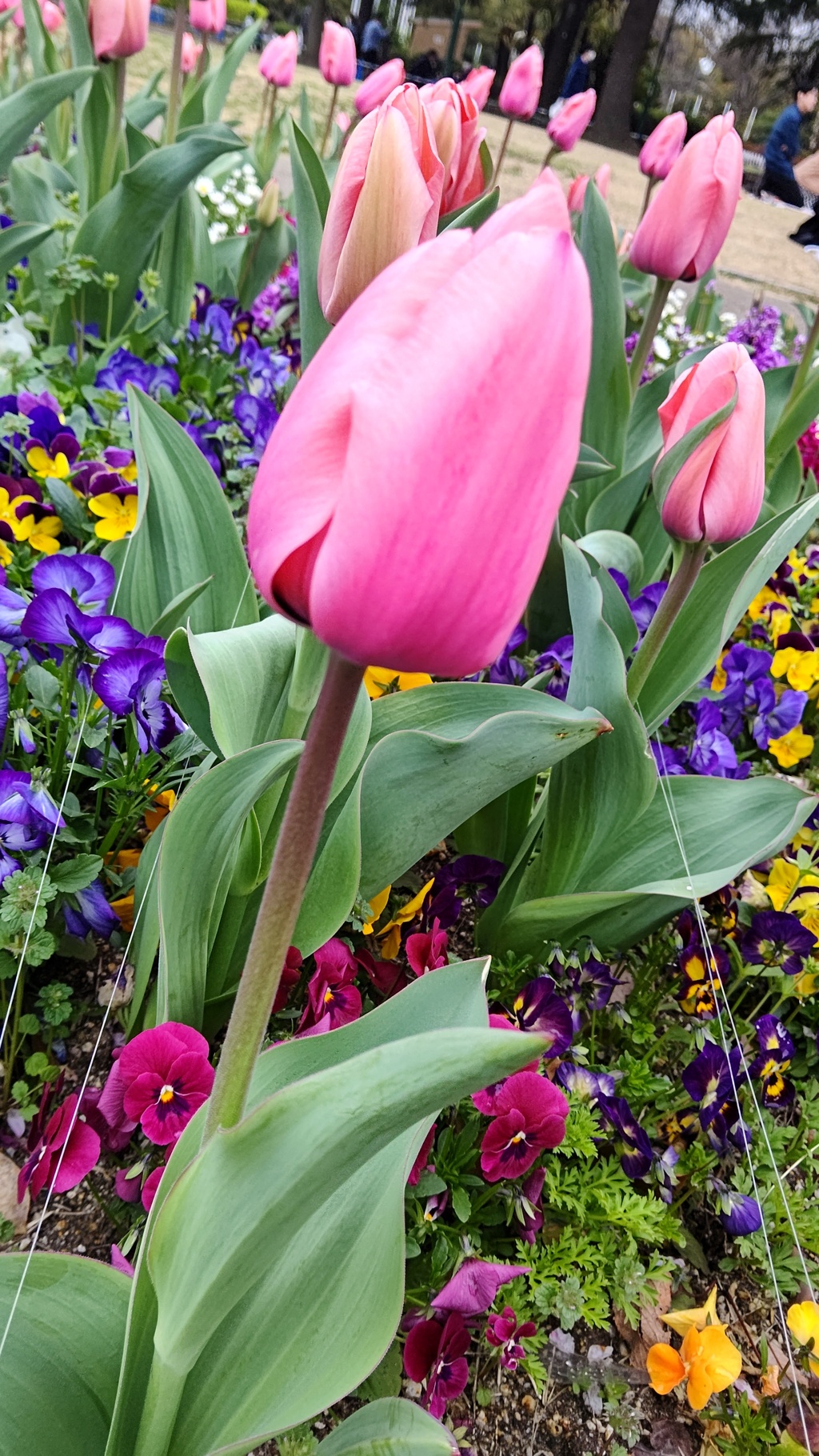 tulip 