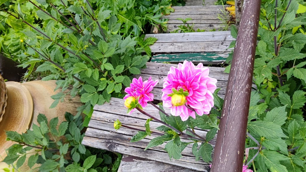大輪の花が咲きます様に
