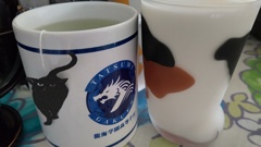 本日のねこ茶