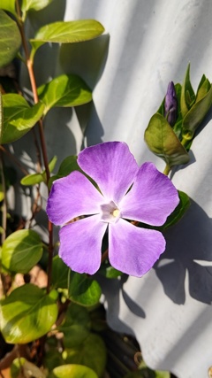 violet flower