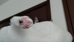 にくきゅうメイン