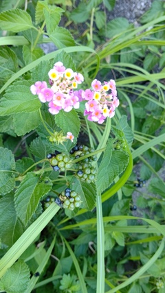 身になる花