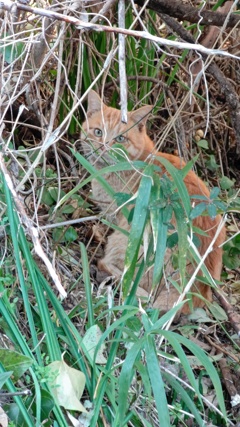 草の向こうに猫