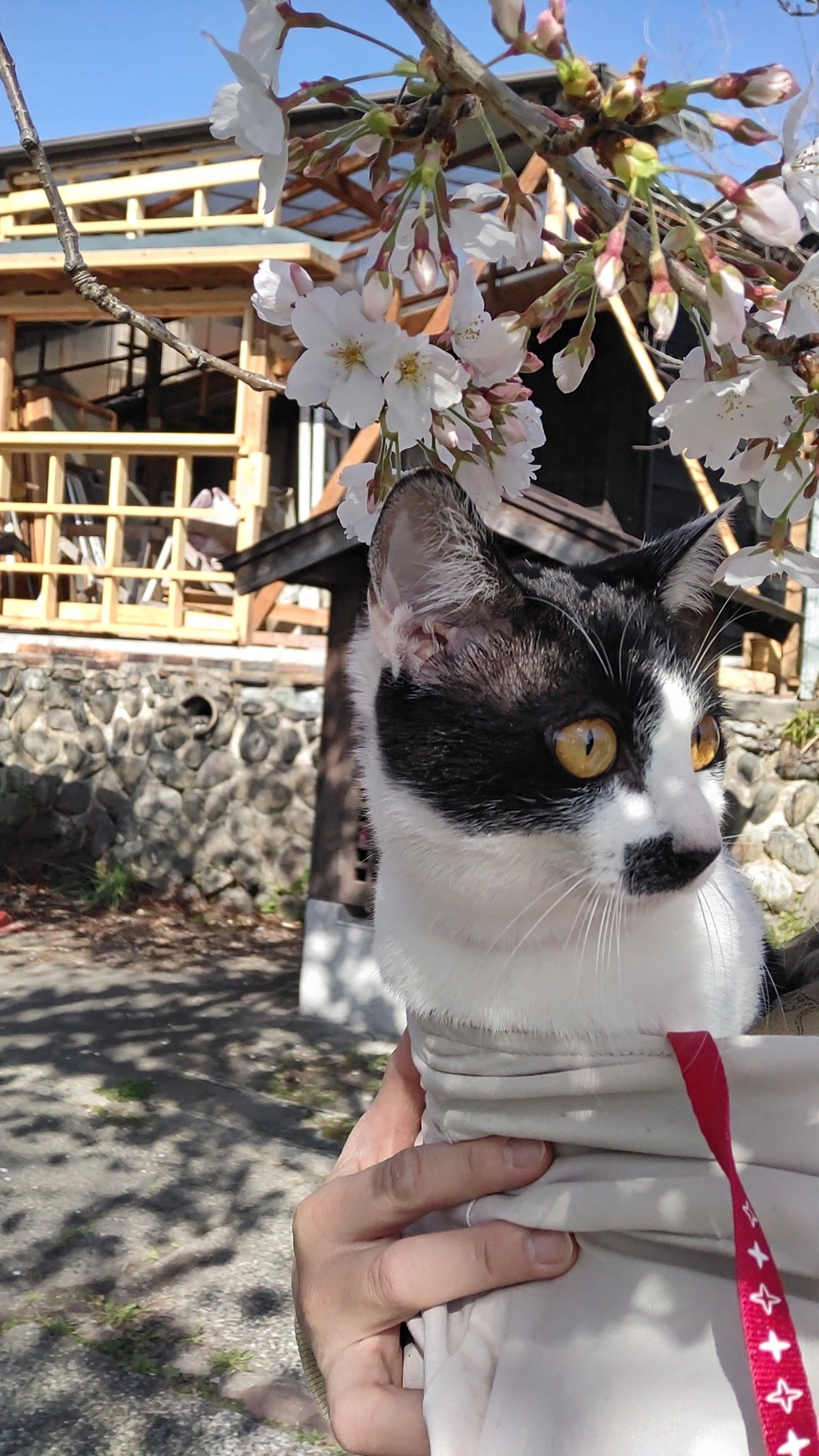 はじめての春