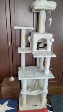 やっぱり飼い主思い