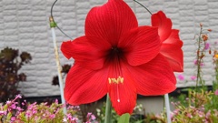 今年も鮮やかに