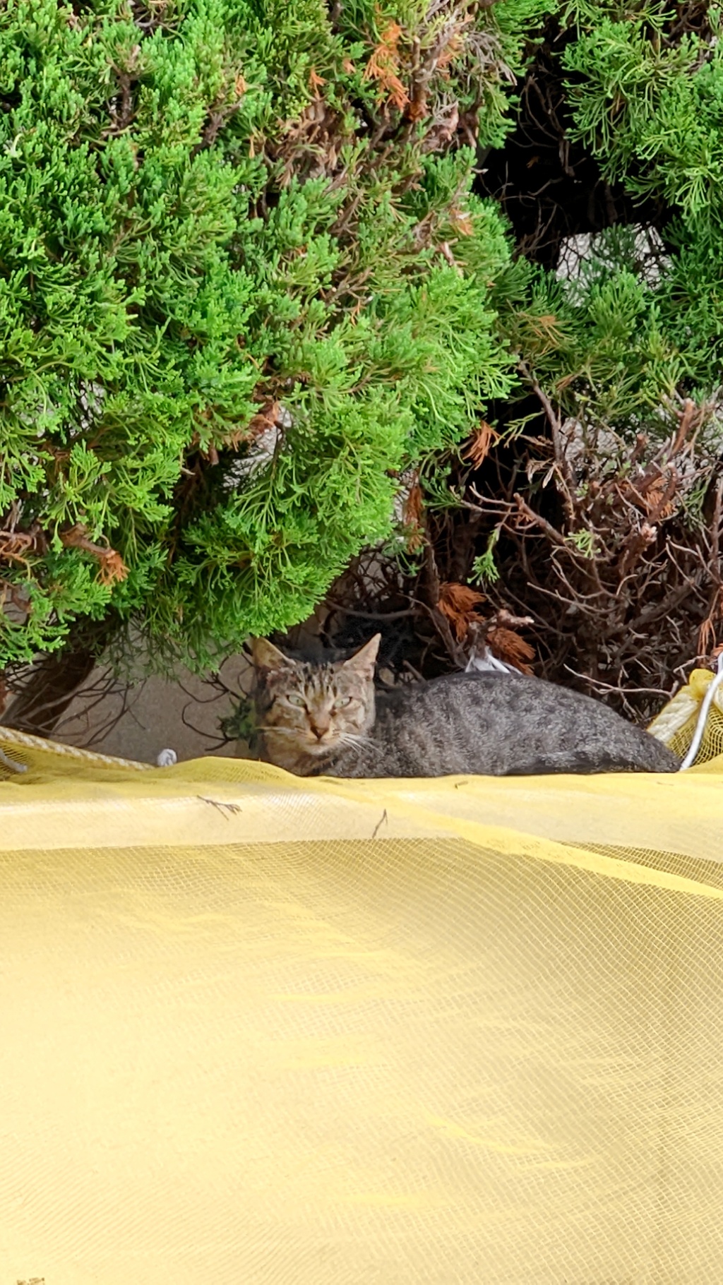 あまやどり