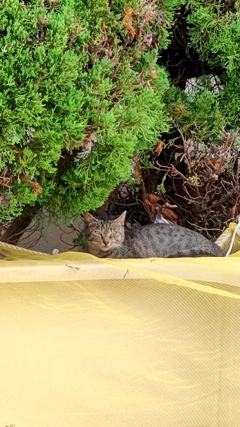 あまやどり