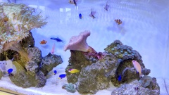 Fish全種