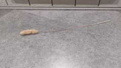 ねこじゃらし