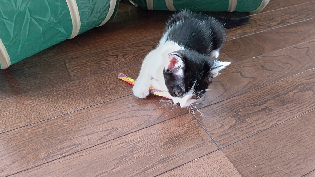 飼い主思い