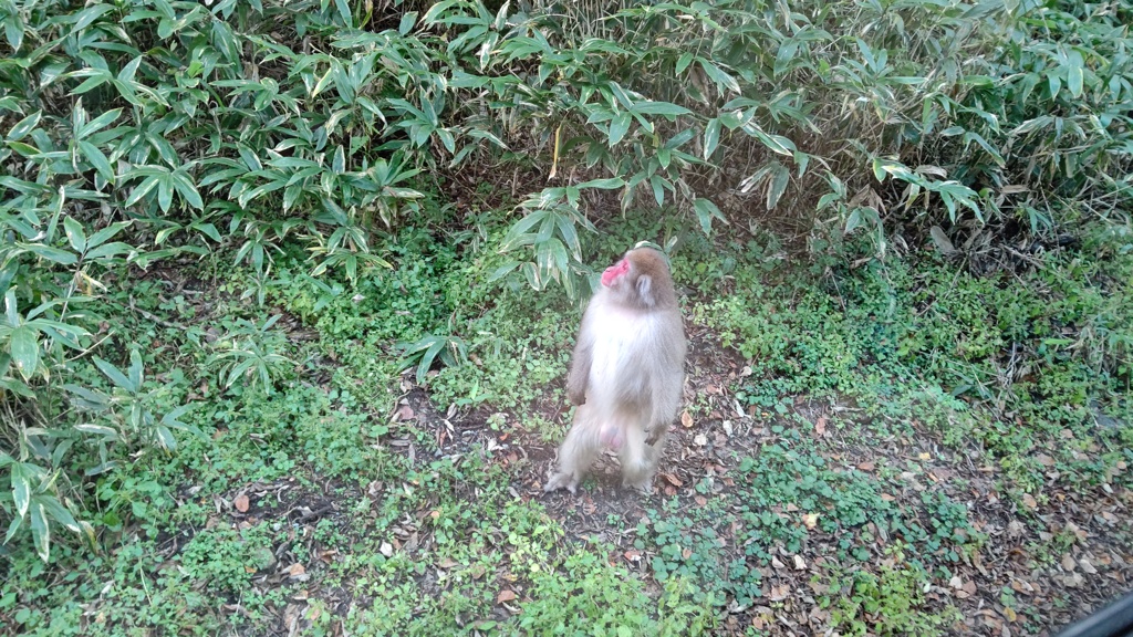 さる