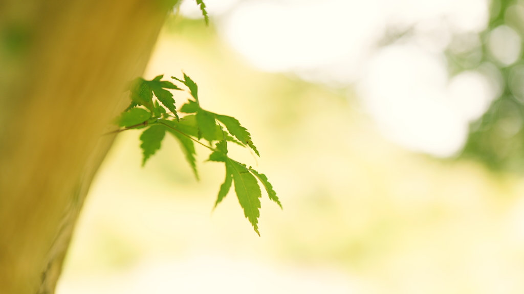眩い新緑 by Heguro (ID:13486446) - 写真共有サイト:PHOTOHITO