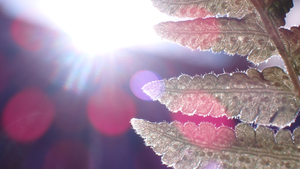 暖かな日差しを