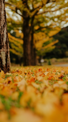 銀杏～秋撮り2