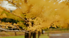 銀杏～秋撮り