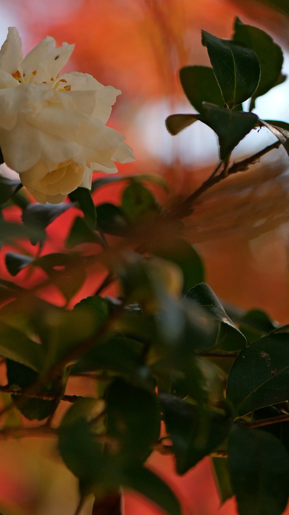 久しぶりの紅葉狩り