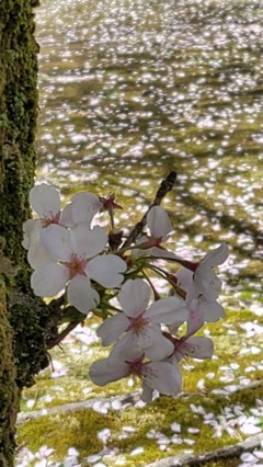 春海の輝き