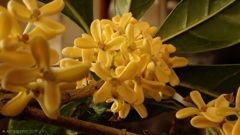 好きな季節の花