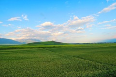 門源-7月23日、菜の花が枯れてしまった