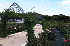 Digital Playback Canon AE-1 005