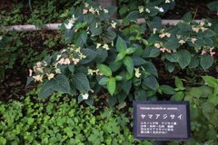 Digital Playback Canon AE-1 028