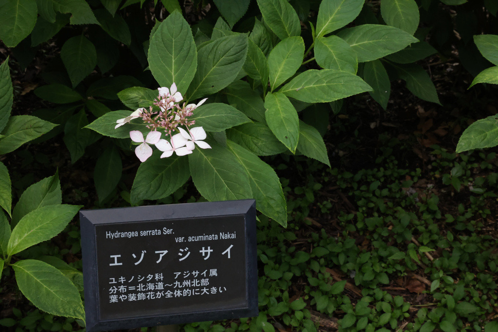 Digital Playback Canon AE-1 025