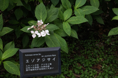 Digital Playback Canon AE-1 025