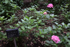 Digital Playback Canon AE-1 026