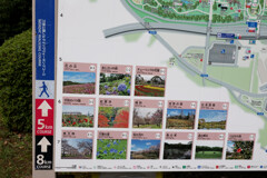 Digital Playback Canon AE-1 020