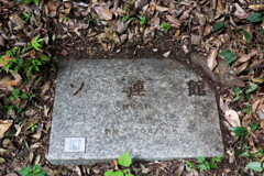 Digital Playback Canon AE-1 017