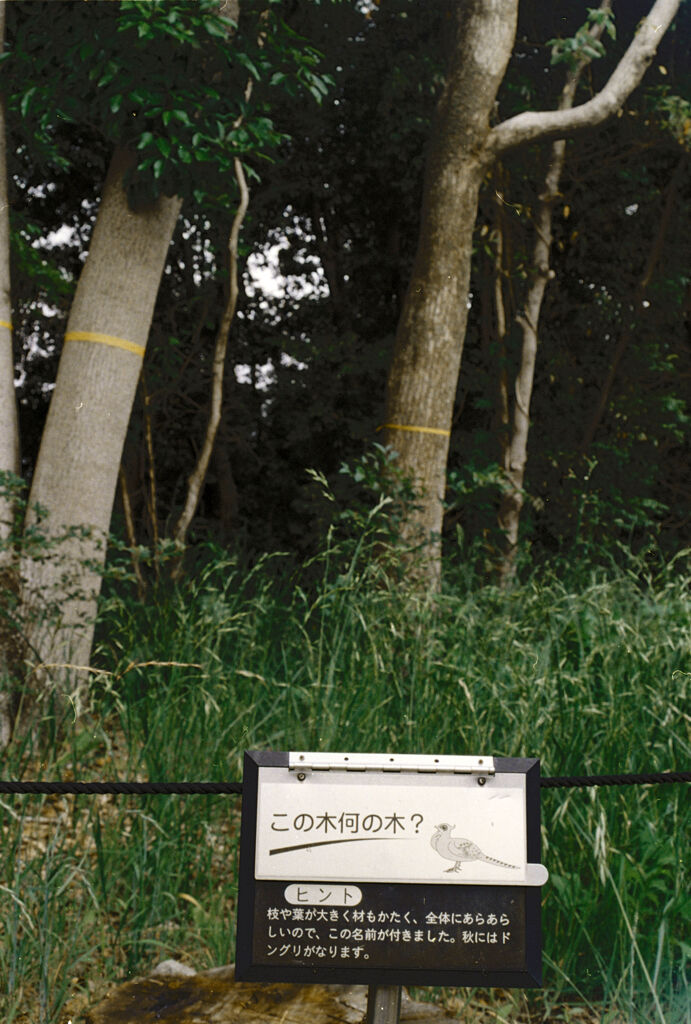 連写一眼 Canon AE-1 018