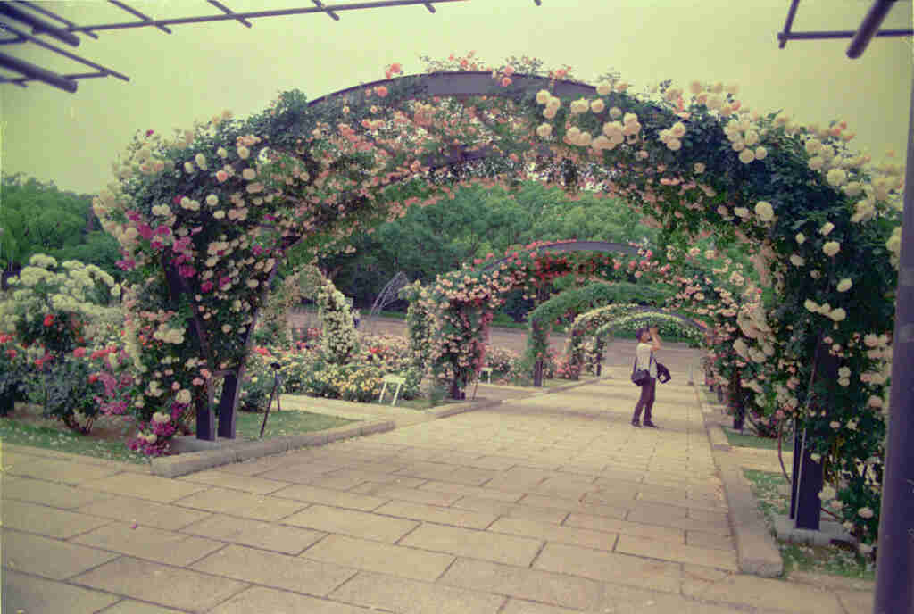 連写一眼 Canon AE-1 005