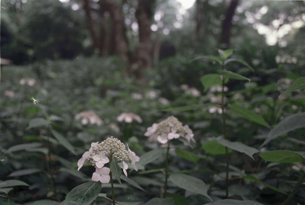 連写一眼 Canon AE-1 026