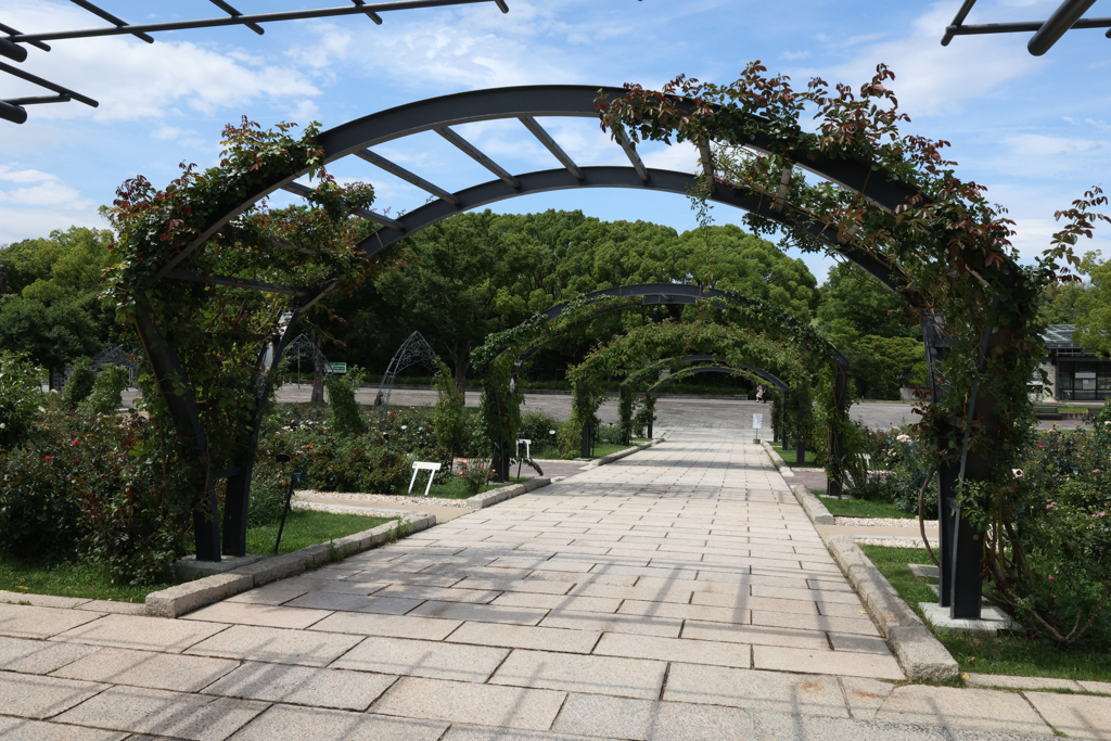 Digital Playback Canon AE-1 003