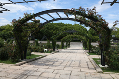 Digital Playback Canon AE-1 003