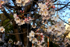 早春賦６