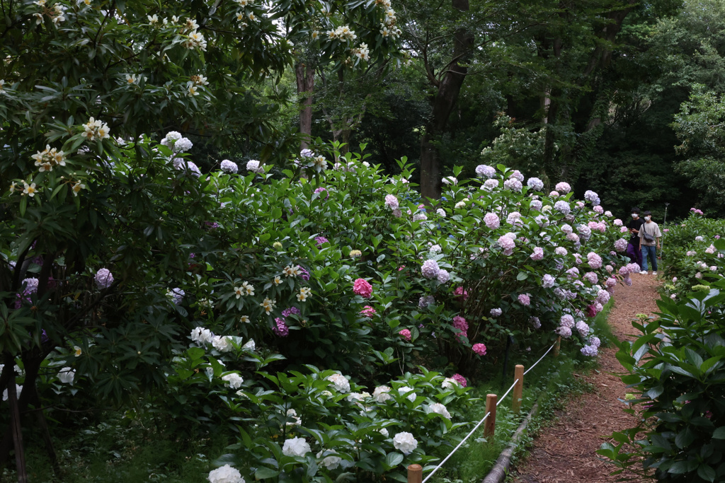 Digital Playback Canon AE-1 023