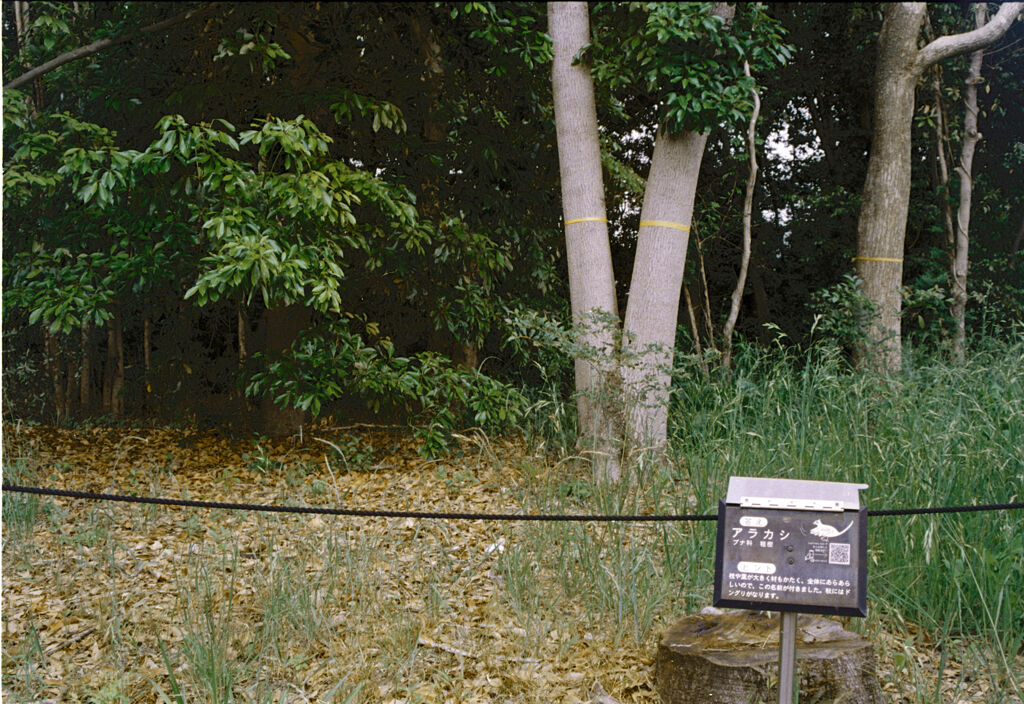 連写一眼 Canon AE-1 019