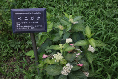 Digital Playback Canon AE-1 029