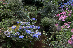 Digital Playback Canon AE-1 022