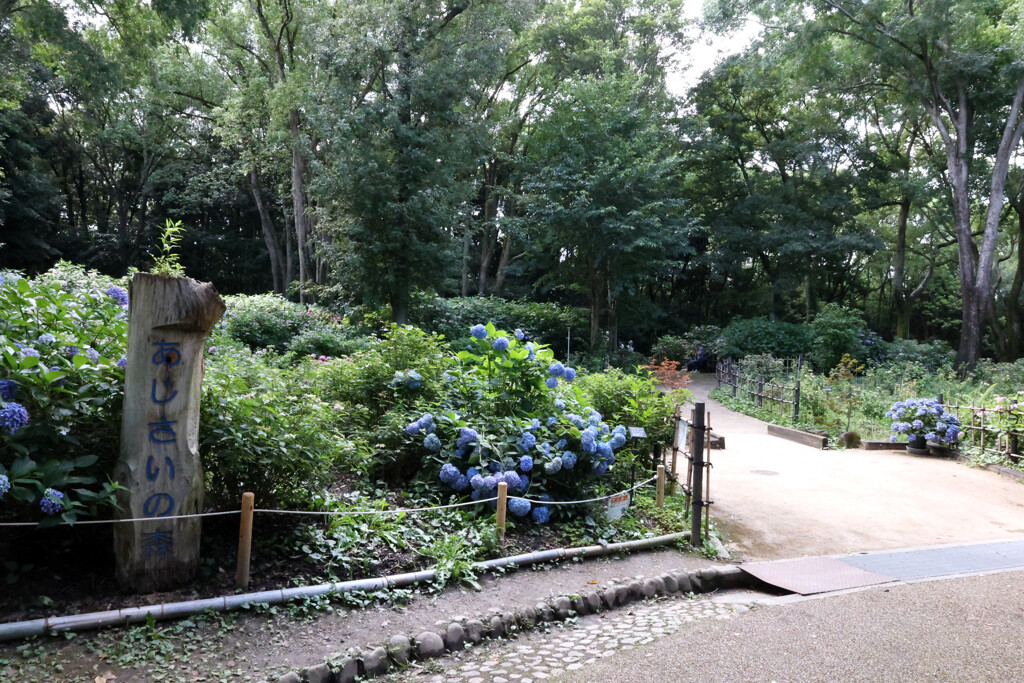 Digital Playback Canon AE-1 021