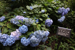 Digital Playback Canon AE-1 030