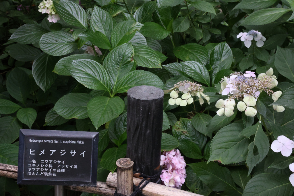 Digital Playback Canon AE-1 027